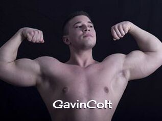 GavinColt