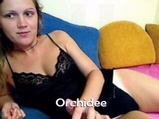Orchidee